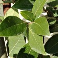 (Laurus nobilis) Daca pe vremuri incoronau fruntile invingatorilor, astazi aceste frunze sunt de neinlocuit in marinate, muraturi in otet si in buchetele garnisite (strasnica traducere a lui „bouquet garni“, nu?)....