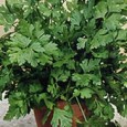 (Petroselinum crispum) Se foloseste foarte des in bucatarie, fie si numai sub forma de decor, dand extrem de multa prospetime. Este de 4 ori mai bogat in vitamina C decat...