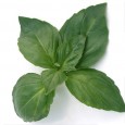 Busuiocul (Ocimum basilicum) este o plantă aromatică foarte folosită pe tot mapamondul, dar care, la noi, din motive care-mi scapă, se întâlnește aproape exclusiv în biserica și practic deloc în...