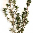 Cimbrul (Thymus vulgaris sau Satureja hortensis) este, cu siguranță, una din cele mai folosite ierburi aromatice de pe la noi, mai ales împreună cu cărnurile la grătar, cu porcul și...