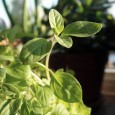 (Majorana hortensis) Desi toata lumea a auzit de celebrul „foaie verde maghiran“, foarte putini il folosesc, chiar si in Oltenia, desi cantecul ne sugereaza contrariul. Este tot o planta mediteraneeana,...