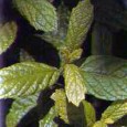 (Mentha piperita) Exista mai multe variante de menta, dar asta de care vorbim acuma e cea mai parfumata. Francezii o numesc Menthe poivrée, anglofonii Peppermint. Despre celebrul ceai de menta...