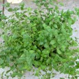 (Origanum vulgare) O verdeata aromata specifica zonei mediteraneene in general, dar in Italia si Grecia se simte cel mai bine. Pizza fara oregano nu prea exista, iar in sosurile de...