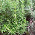 Rozmarinul (Rosmarinus officinalis) este o verdeață specific mediteraneană, ale cărei frunze, asemănătoare întrucâtva cu acele de brad, se folosesc în combinație cu carnea de iepure, vițel și pasăre. Este însă...