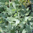 Leustean (Levisticum officinale) In cazul lui, noi suntem stapanii! O fi leusteanul planta mediteraneeana, dar putem oricand sa ii invatam pe altii cum se foloseste (apropo: nu l-am intalnit pana acum...