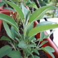 Salvie Salvia (Salvia officinalis) e destul de puțin utilizată în bucătăriile noastre, fiind ea folosită pe meleagurile mioritice mai mult în calitate de plantă ornamentală și medicinală. Se folosesc doar frunzele...