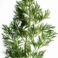 Marar (Anethum graveolens) O verdeata draga noua, astora mai nordici, pe care altii, de pe meleaguri mai insorite, o redescopera abia acum. Culmea e ca originile verdetii asteia sunt cu siguranta...