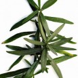 Tarhon Tarhonul (Artemisia dracunculus) este originar din stepele Asiei centrale și face parte dintre ierburile aromate clasice (chiar dacă la noi se pare că nu prea vrea să părăsească Ardealul și...