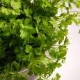 Hasmațuchi Hasmațuchi (Anthriscus cerefolium) este o verdeață aromată foarte sensibilă, care nu prea suportă fierberea. Probabil din acest motiv la noi este folosit practic numai în salate, și mai ales în...
