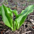 Leurda Nu e leurda (Allium ursinum) singurul usturoi sălbatic, dar cu siguranță este cel mai bun. „Usturoiul urșilor“ s-ar chema în traducere și crește în pădurile din toată Europa, mai puțin...