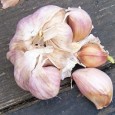 (Allium sativum L.) Probabil cel mai vechi, mai bogat în virtuți medicinale și mai plin de legende condiment. Sumerienii îl cultivau acum mai bine de 5000 de ani, iar atestările...