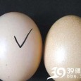 Iar farsa cu ouale false chinezesti Circulă din nou pe mail-uri farsa cu ouăle false chinezeşti, iar cel mai comic e ca Antena 3 a preluat-o pe nemestecate. Şi de la ei şi altii. Să le...