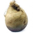 Rutabaga Brassica napus var. napobrassica sau Brassica napobrassica. O legumă practic necunoscută în gastronomia românească (o scurtă căutare pe net mi-a scos în faţă denumiri precum tiuş sau broajbă, de care,...