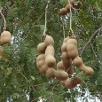 Tamarindus indica L. Denumirea vine din arabă, tamar hindi însemnând curmală indiană. Copacul cu acelaşi nume, originar (probabil) din Africa Orientală, este răspândit astăzi în Antile, India, Africa şi Asia...