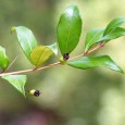 Mirtul (Myrtus communis) este o planta mediteraneană, menționată încă din Vechiul Testament. Este utilizată mai mult în scopuri medicinale, dar își mai bagă nasul și prin cratiță. Pe vremuri, uleiul...