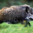 Friptura de porc mistret Pe Facebook, prietenul Luci B. imi transmite ca are o problema (foarte placuta, intre noi fie vorba!): l-a blagoslovit un fost coleg de liceu cu ceva carne de porc mistret...