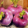 Napul, leguma uitata Brassica rapa var. rapa. Denumirea ne vine direct din latina (napus) si se refera la o leguma de origine mediteraneana, cultivata intens inca din antichitate (sigur de greci si romani,...