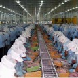 Pangasius – pește sau otravă? Stârnit de prietenul ovidiucro, care mi-a semnalat niște texte foc de îngrijorate de pe unele site-uri, am început să mă documentez în legătură cu subiectul anunțat în titlu. Și țin...