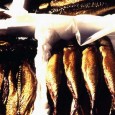 Salată de pește afumat (cu legume) Dacă tot se apropie Buna Vestire, vechiul și bunul meu prieten Claudiu Merschi s-a gândit să facă o faptă bună și să dezvăluie secretul unei rețete celebre în toată partea...