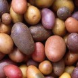 Cartofii aparțin familiei de alimente feculente dar, înainte de toate, sunt legume și conțin mult amidon și hidrați de carbon, necesari ca sursă de energie. Consiliul Superior al Sănătății din...