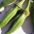 Bame (Abelmoschus esculentus L.) Plantă erbacee anuală, din familia Malvacee, cultivată pentru fructele sale comestibile. Bamele arată ca niște capsule conice subțiri, cu 5 muchii, un aspect pufos la bază și...