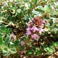Cimbrișor Cimbrișorul (Thymus serpyllum) este o plantă perenă, erbacee, care crește pe dealuri, pe pajiști sau pășuni alpine. Este o rudă sălbatică a cimbrului și, la fel ca acesta, are atât...