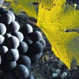 Pe data de 7 septembrie, producătorii de vin din Montalcino vor supune la vot propunerea ca Rosso di Montalcino, „fratele mai mic” al celebrului Brunello, să poată fi împărțit în...