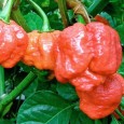 Trinidad Moruga Scorpion, noul campion al categoriei „Cel mai iute ardei iute” În lume există o sumedenie de soiuri de ardei iuți, nu puține varietăți de ardei foarte iuți, câțiva ardei înfiorător de iuți și Trinidad Moruga Scorpion. „Guști o bucățică. Nu...