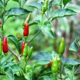 Tabasco este, probabil, cel mai cunoscut sos iute (hot sauce) din lume. Este produs de McIlhenny Company din Avery Island, Louisiana, și e obținut din varietatea de ardei iuți cu...